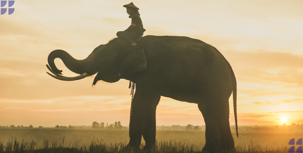 Belajar tentang Pengembangan SDM Dari Kisah Induk Gajah yang Kehilangan Anaknya